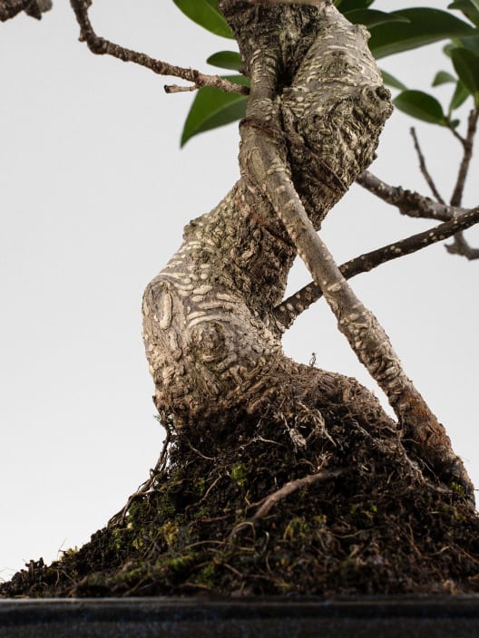 Bonsai Higuera de la India (Ficus retusa)