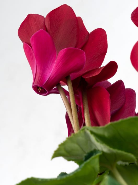 Cyclamen 'Super Serie XL' (colores variados)