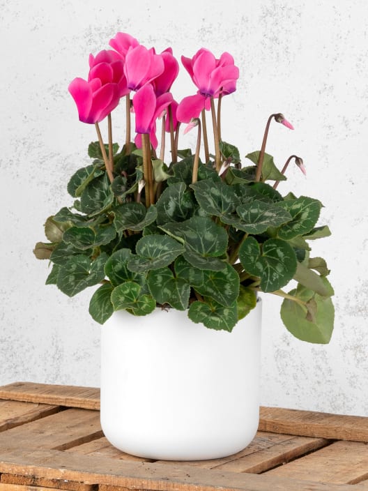 Cyclamen 'Super Serie XL' (colores variados)