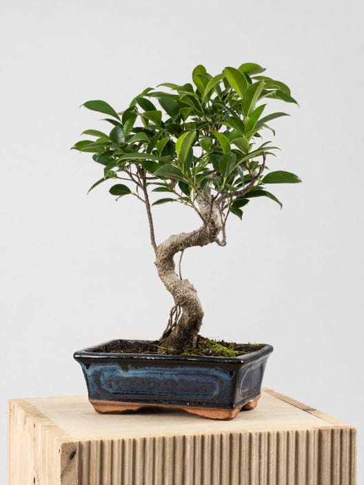 Bonsai Higuera de la India (Ficus retusa)