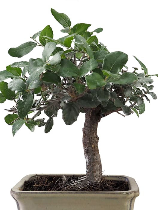 Bonsai Quercus sp.
