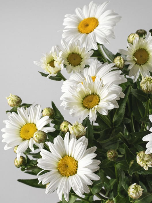 Leucanthemum maximum (Margaritón)