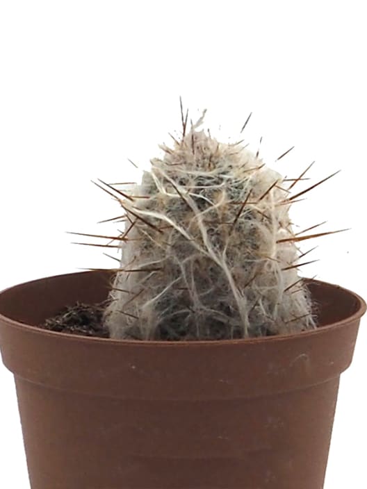 Cactus (variados)