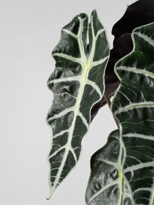 Alocasia × amazonica 'Polly'