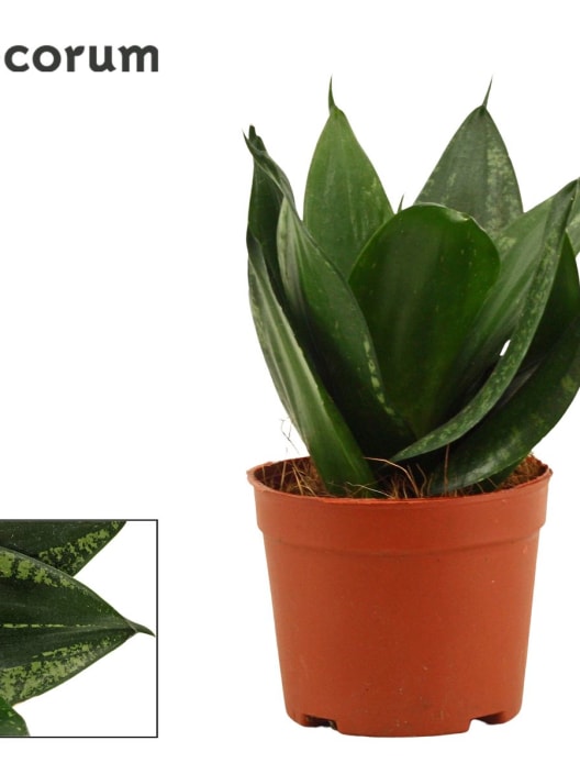 Sansevieria trifasciata 'Hahnii'