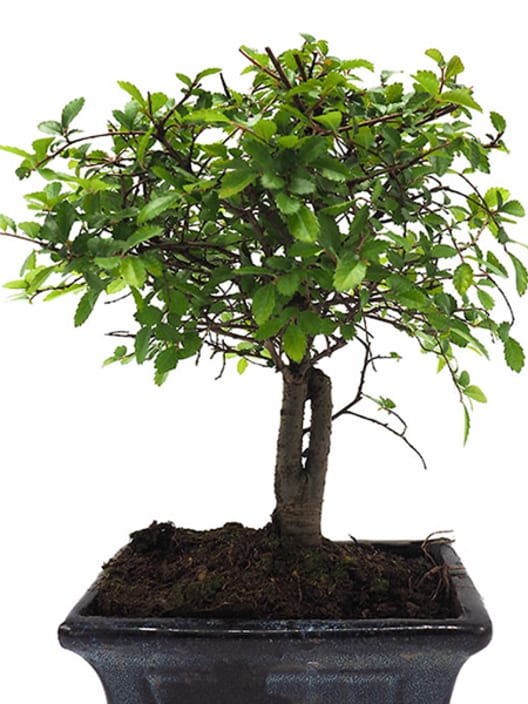 Bonsai Zelkova (Olmo chino parvifolia)