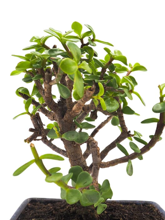 Bonsai Arbusto Elefante (Portulacaria afra)