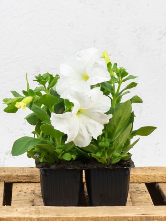 Petunia grandiflora - Pack de 4