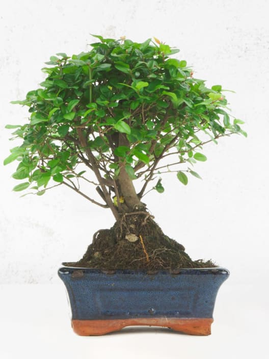 Bonsai Ciruelo dulce chino (Sageretia theezans)