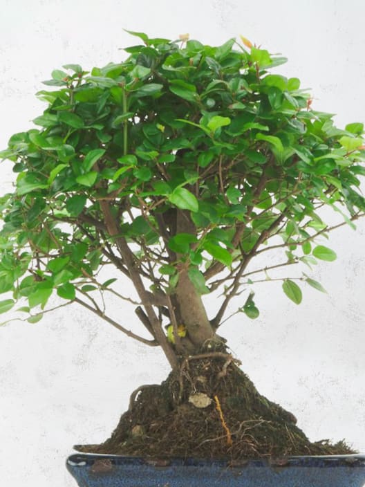 Bonsai Ciruelo dulce chino (Sageretia theezans)