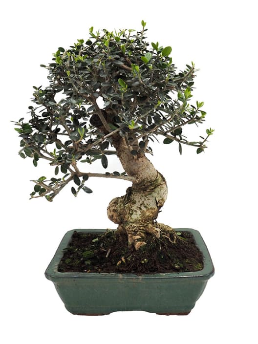 Bonsai Olivo silvestre (Olea oleaster)