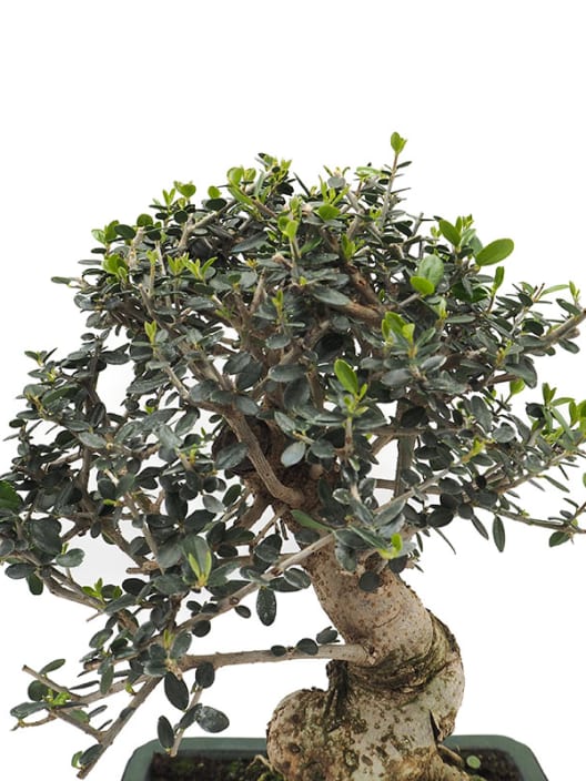 Bonsai Olivo silvestre (Olea oleaster)