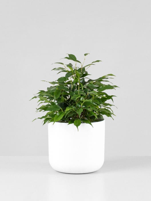 Ficus benjamina 'Kinky'