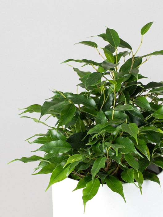 Ficus benjamina 'Kinky'