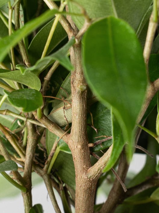 Ficus benjamina 'Kinky'