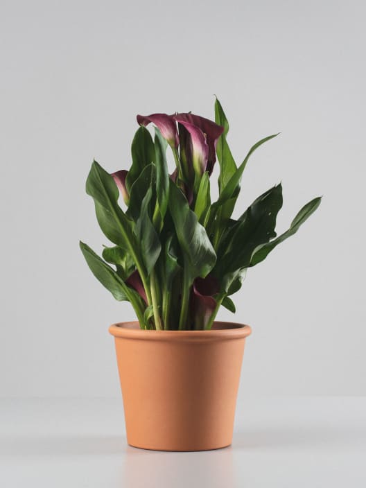 Zantedeschia (Cala de colores)