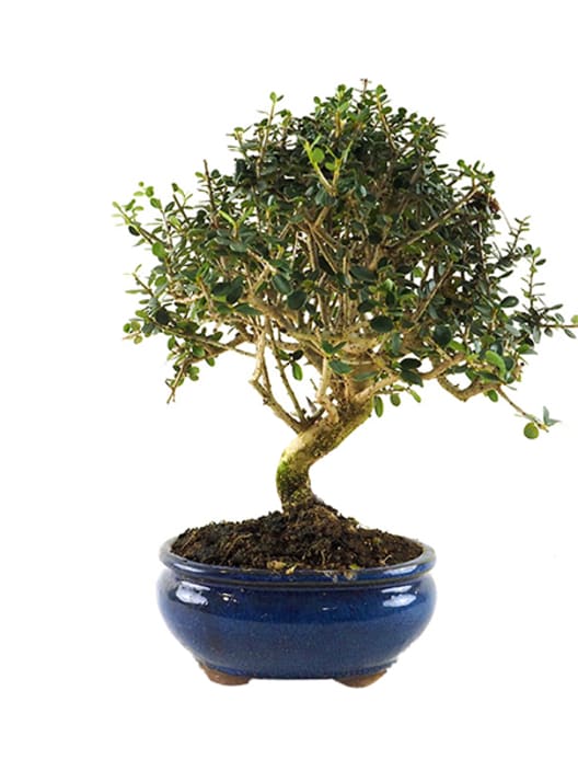 Bonsai Olivo silvestre (Olea oleaster)