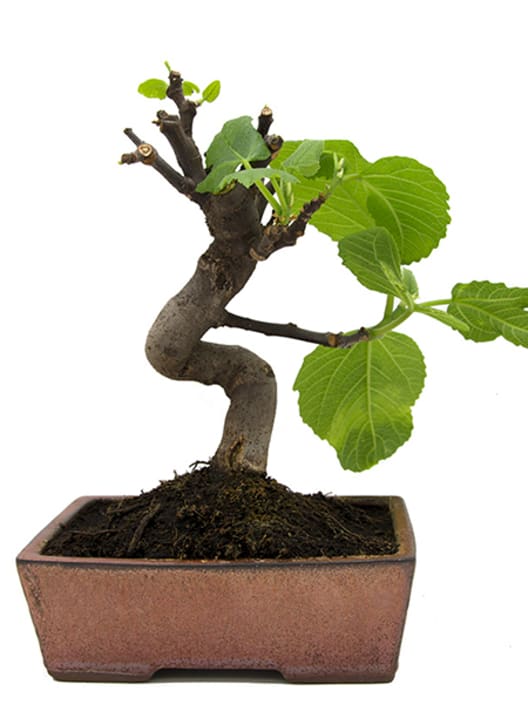 Bonsai Higuera (Ficus carica)