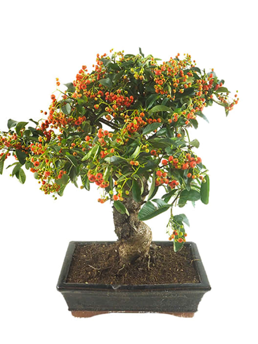 Bonsai Espino de fuego (Pyracantha)