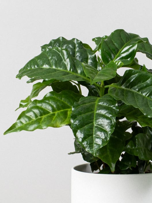 Planta del café