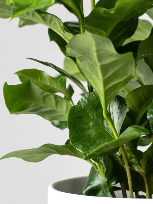 Planta del café