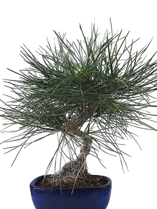 Bonsai Pino japonés de Thunberg (Pinus thunbergii)