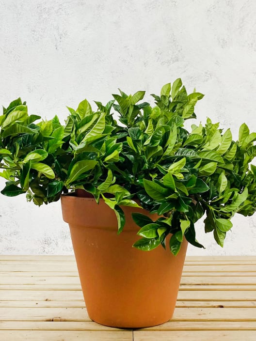 Gardenia jasminoides para exterior