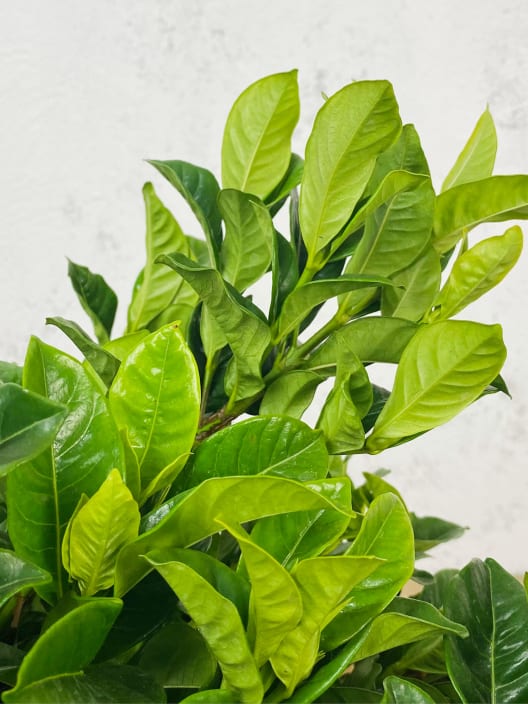 Gardenia jasminoides para exterior