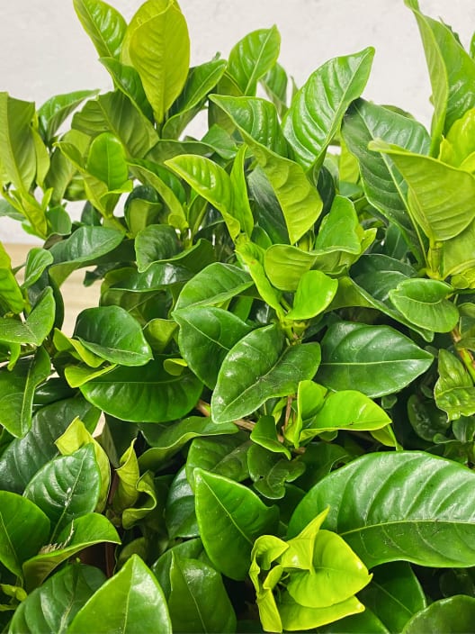 Gardenia jasminoides para exterior