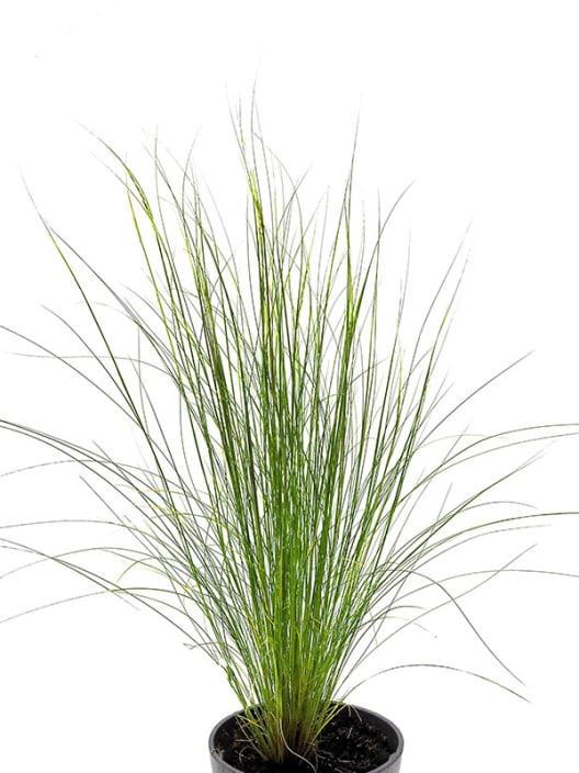 Gramínea Stipa tenuissima 'Pony Tails'