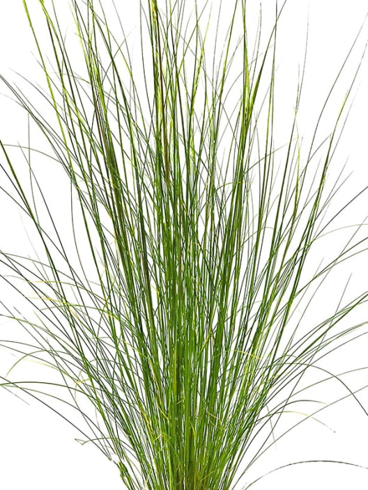 Gramínea Stipa tenuissima 'Pony Tails'