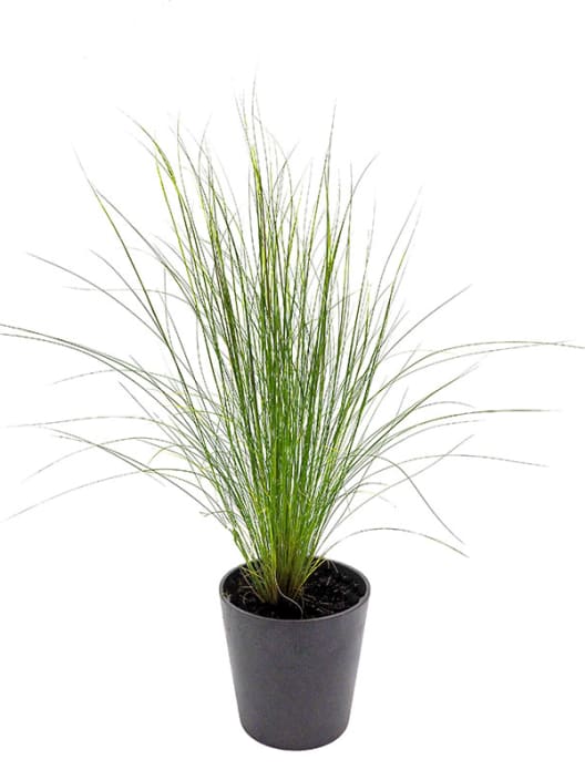 Gramínea Stipa tenuissima 'Pony Tails'