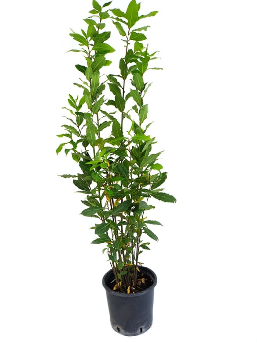 Laurel (laurus nobilis)