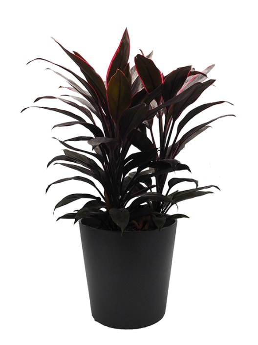 Cordyline 'Tango'