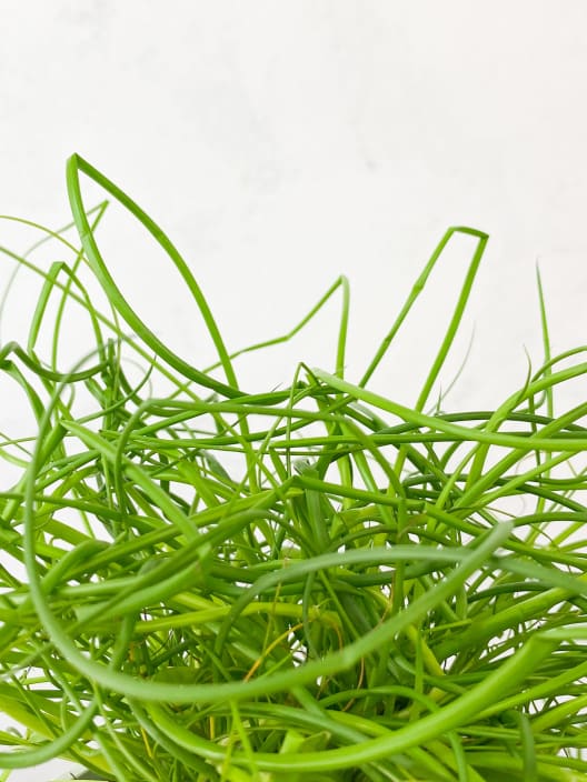 Junco espiral (juncus effusus spiralis) - Planta palustre de estanque