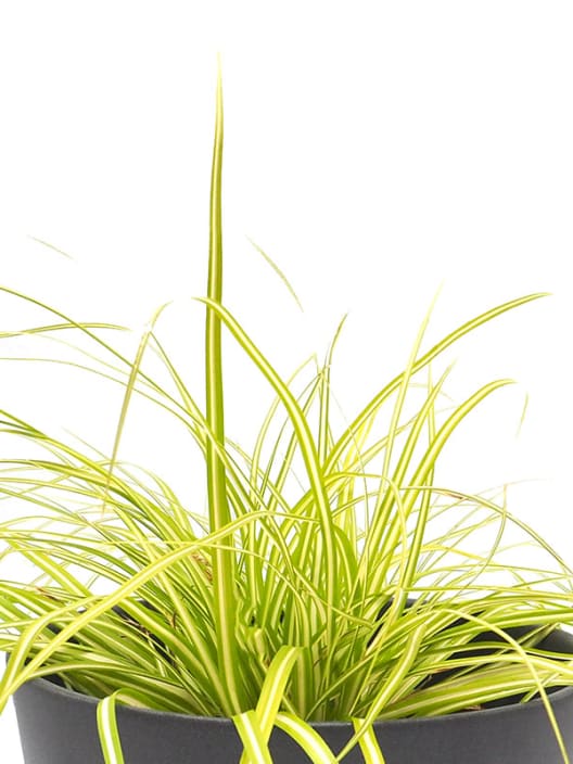 Gramínea Carex oshimensis 'Evergold'