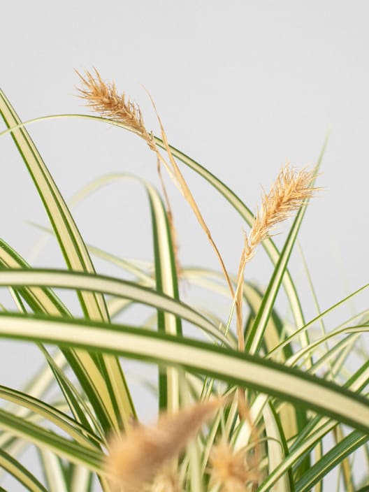 Gramínea Carex oshimensis 'Evergold'