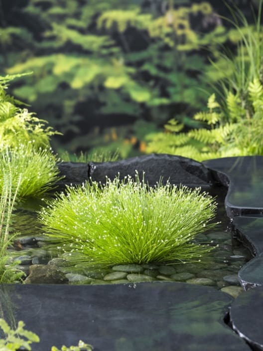 Planta punk (scirpus cernuus) - Planta de orilla de estanque