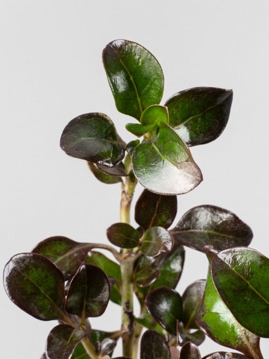 Coprosma 'Chocolate Soldier'