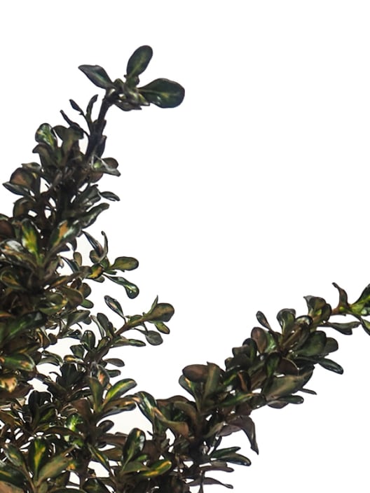 Coprosma 'Evening Glow'