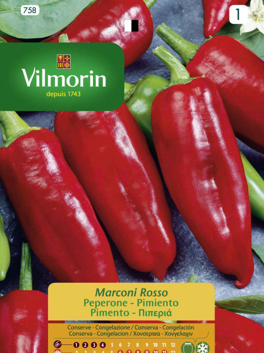 Semilla pimiento marconi