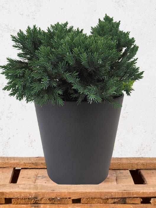 Juniperus blue star