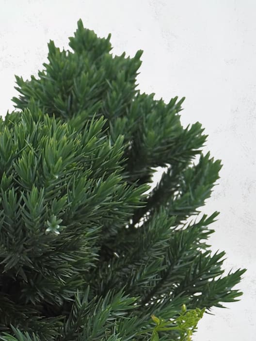 Juniperus blue star