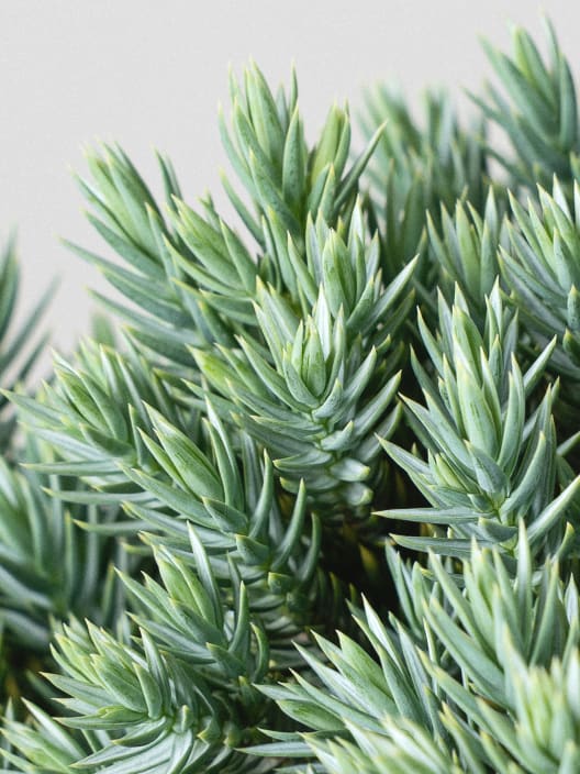 Enebro escamoso - Juniperus squamata 'Blue Star'