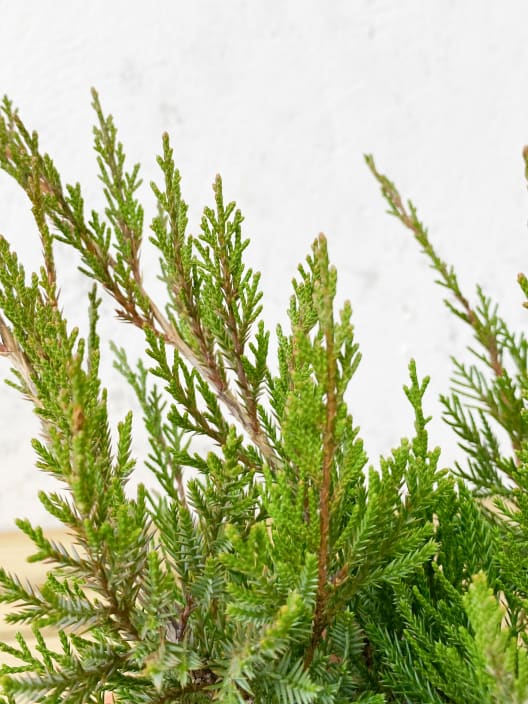 Juniperus media mint joulep