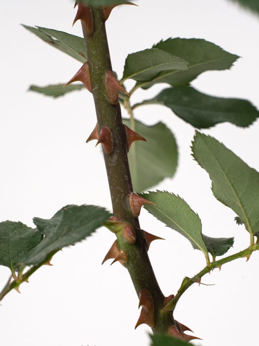 Rosal grandiflora perfumado