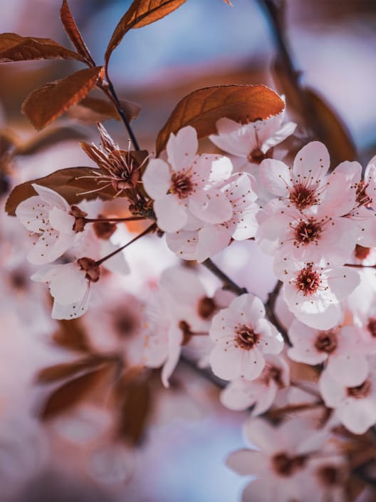 Prunus Cerasifera "Pissardii"