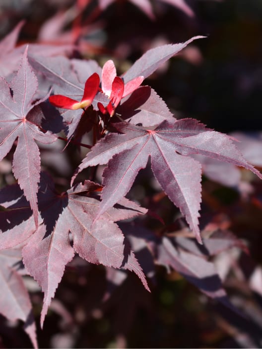 Acer palmatum 'Bloodgood'