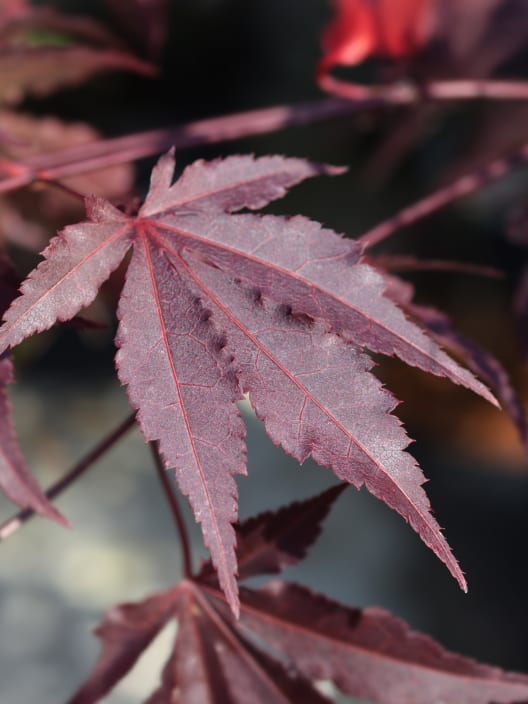 Acer palmatum 'Bloodgood'