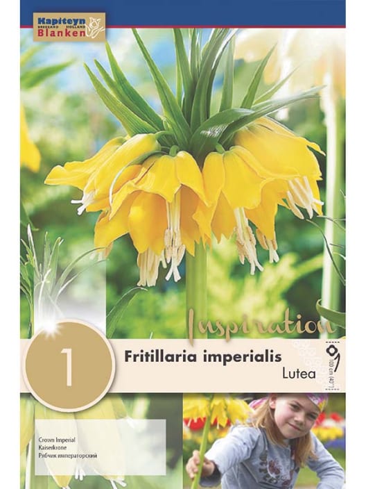 Bulbos de Fritillaria imperialis 'Lutea'